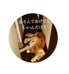 ゴールデンレトリバーとっと（個別スタンプ：30）