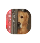 ゴールデンレトリバーとっと（個別スタンプ：32）