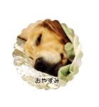 ゴールデンレトリバーとっと（個別スタンプ：34）