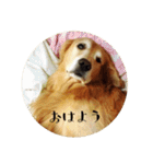 ゴールデンレトリバーとっと（個別スタンプ：35）