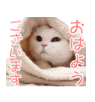 美人すぎる猫『うらちゃん』（個別スタンプ：1）