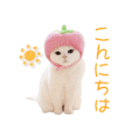 美人すぎる猫『うらちゃん』（個別スタンプ：2）