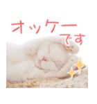 美人すぎる猫『うらちゃん』（個別スタンプ：4）