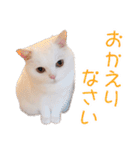 美人すぎる猫『うらちゃん』（個別スタンプ：7）