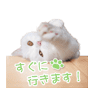 美人すぎる猫『うらちゃん』（個別スタンプ：8）