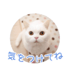 美人すぎる猫『うらちゃん』（個別スタンプ：9）