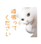 美人すぎる猫『うらちゃん』（個別スタンプ：10）