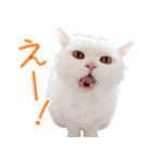 美人すぎる猫『うらちゃん』（個別スタンプ：27）