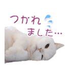 美人すぎる猫『うらちゃん』（個別スタンプ：31）