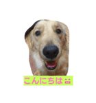 dog  Golden  retriever   Alice（個別スタンプ：20）