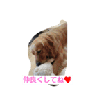 dog  Golden  retriever   Alice（個別スタンプ：40）