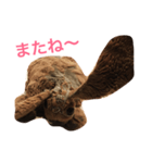 ぷーちゃんのスタンプ（個別スタンプ：6）