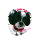 Mana san Shihtzudog（個別スタンプ：7）