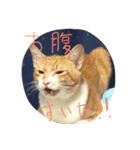 ちびとにゃんにゃんとドナと姫とのり子（個別スタンプ：6）
