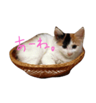 ちびとにゃんにゃんとドナと姫とのり子（個別スタンプ：8）