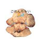 kimurafamily（個別スタンプ：1）