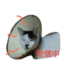 ねこのでんせつ1（個別スタンプ：1）