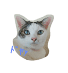 ねこのでんせつ1（個別スタンプ：2）