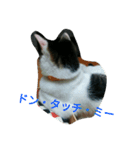ねこのでんせつ1（個別スタンプ：3）