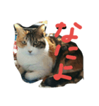 ねこのでんせつ1（個別スタンプ：8）
