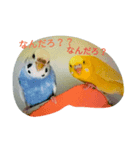fanky birds（個別スタンプ：1）