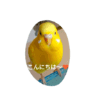 fanky birds（個別スタンプ：2）