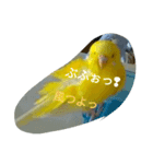 fanky birds（個別スタンプ：4）