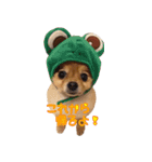 永遠のパピー犬⭐️極小ポメラニアンけだま（個別スタンプ：1）