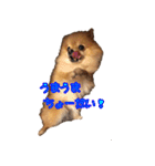 永遠のパピー犬⭐️極小ポメラニアンけだま（個別スタンプ：2）