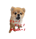 永遠のパピー犬⭐️極小ポメラニアンけだま（個別スタンプ：4）