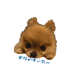 永遠のパピー犬⭐️極小ポメラニアンけだま（個別スタンプ：5）