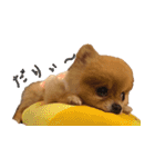 永遠のパピー犬⭐️極小ポメラニアンけだま（個別スタンプ：7）