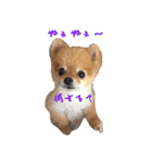 永遠のパピー犬⭐️極小ポメラニアンけだま（個別スタンプ：8）