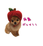 永遠のパピー犬⭐️極小ポメラニアンけだま（個別スタンプ：9）