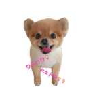 永遠のパピー犬⭐️極小ポメラニアンけだま（個別スタンプ：10）