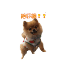 永遠のパピー犬⭐️極小ポメラニアンけだま（個別スタンプ：11）