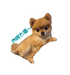 永遠のパピー犬⭐️極小ポメラニアンけだま（個別スタンプ：12）