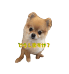 永遠のパピー犬⭐️極小ポメラニアンけだま（個別スタンプ：13）