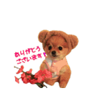 永遠のパピー犬⭐️極小ポメラニアンけだま（個別スタンプ：14）