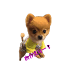 永遠のパピー犬⭐️極小ポメラニアンけだま（個別スタンプ：15）