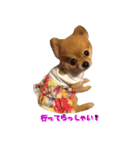 永遠のパピー犬⭐️極小ポメラニアンけだま（個別スタンプ：16）