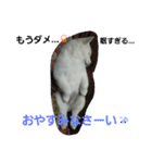 愛犬CoCoスタンプ②（個別スタンプ：1）