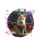 愛犬CoCoスタンプ②（個別スタンプ：2）