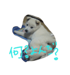 愛犬CoCoスタンプ②（個別スタンプ：3）