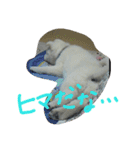 愛犬CoCoスタンプ②（個別スタンプ：4）