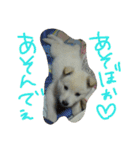 愛犬CoCoスタンプ②（個別スタンプ：5）