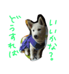 愛犬CoCoスタンプ②（個別スタンプ：8）