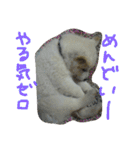 愛犬CoCoスタンプ②（個別スタンプ：10）