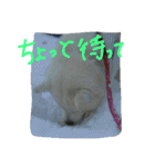 愛犬CoCoスタンプ②（個別スタンプ：11）