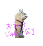 愛犬CoCoスタンプ②（個別スタンプ：12）